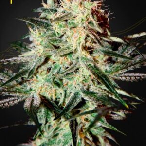 Arjan’s Strawberry Haze (Feminised) Swiss sativa x NL5 Haze Mist-5 seed