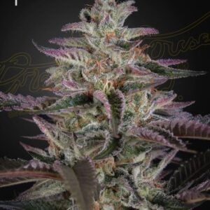 Banana Krumble (Feminised) Banana Punch x OG Kush-5 Seed