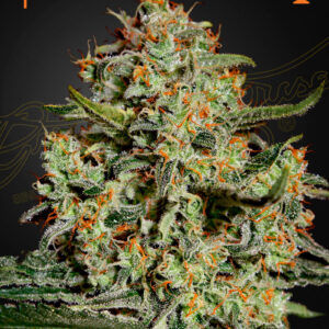 Big Bang (Feminised) Skunk x Northern Light x El Niño AUTO 5 Seed
