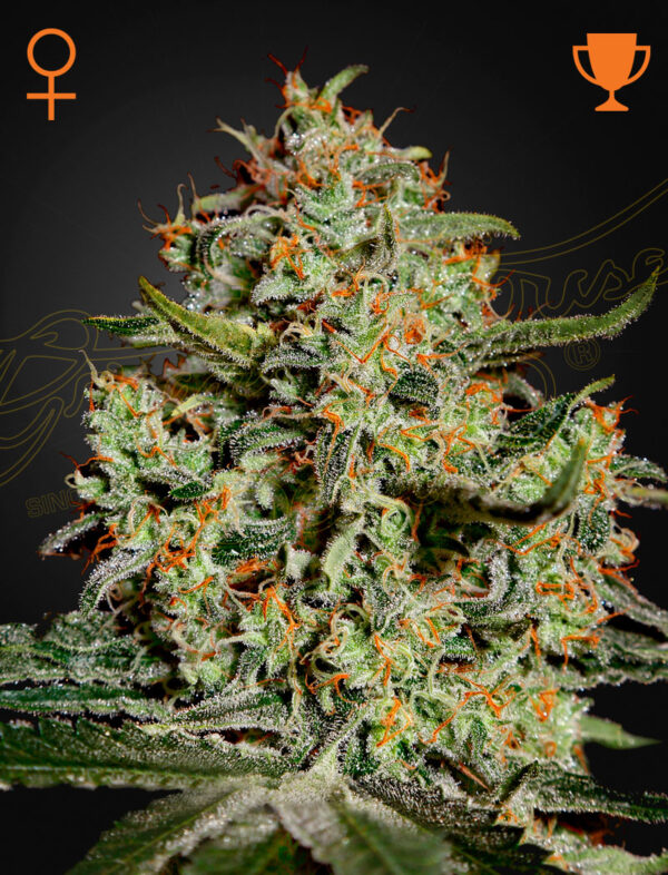 Big Bang (Feminised) Skunk x Northern Light x El Niño AUTO 5 Seed