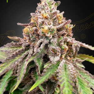 Blue Haze x Gelato 41 Auto (Feminized) Blue Haze x Gelato 41 Auto/ 5 Seed
