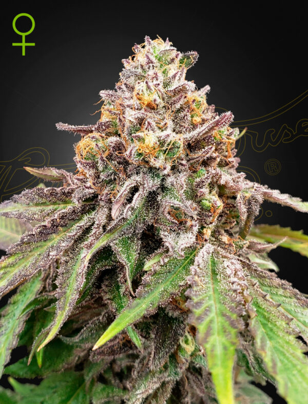 Blue Haze x Gelato 41 Auto (Feminized) Blue Haze x Gelato 41 Auto/ 5 Seed