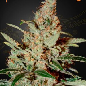 CHEMDOG ( feminized ) 5 seed
