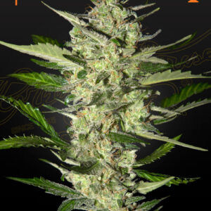 Flowerbomb Kush (Feminised) Green Crack x OG Kush photo 5 Seed