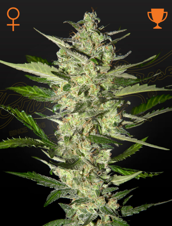 Flowerbomb Kush (Feminised) Green Crack x OG Kush photo 5 Seed