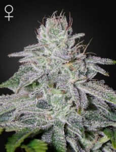 Franco’s Lemon Cheese (Feminised) Super Lemon Haze x Exodus Cheese -5
