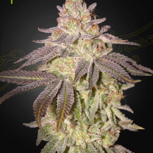 Black Toffee Auto (Feminised) Larry Bubba x Gelato #41 Auto -5 Seed