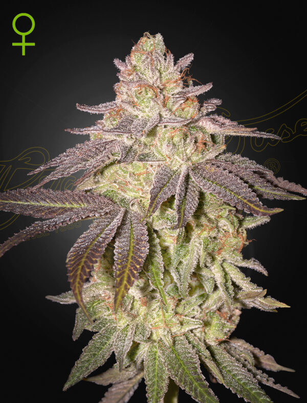 Black Toffee Auto (Feminised) Larry Bubba x Gelato #41 Auto -5 Seed