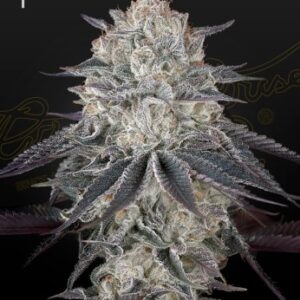 Fullgas! (Feminised) Exodus Cheese X Sherbert OG Photo -5 Seed