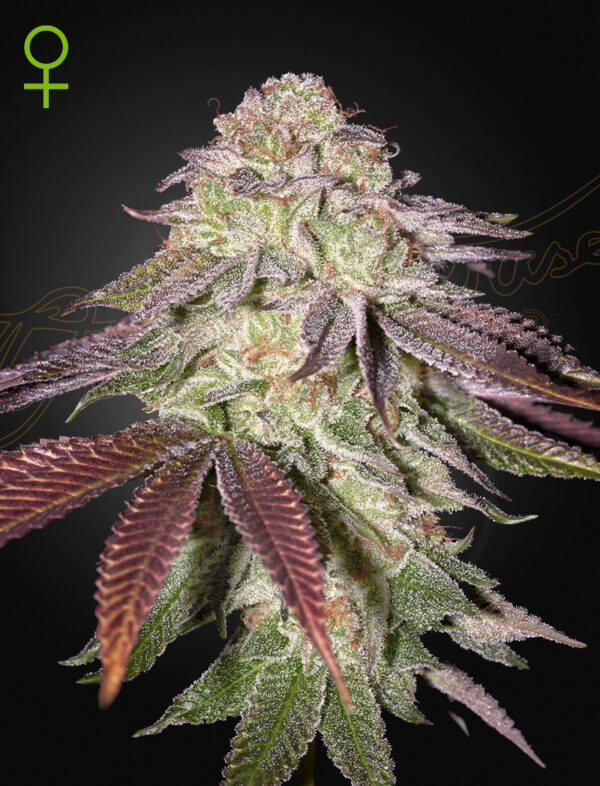 Sugarlato Auto (Feminised) King’s Tart x Gelato #41 Auto/ 5 Seed