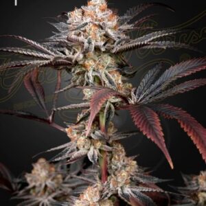 Wonder Pie (Feminised) Wedding Cake x OG Kush/ 5 Seed