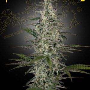 Hawaiian Snow (Feminised) Hawaiian sativa x Laos