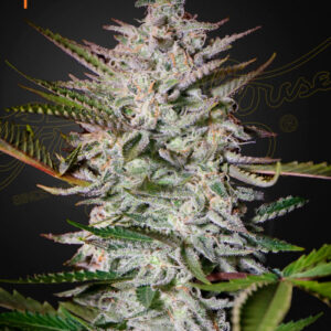 Holy Punch (Feminised) The Church x Grape Photo 5 Seed