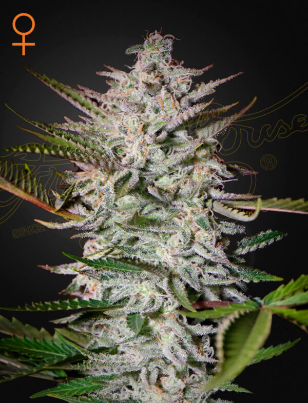 Holy Punch (Feminised) The Church x Grape Photo 5 Seed