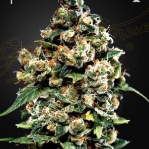 Jack Herer (Feminised) Haze x Red Skunk-5 pk Seed