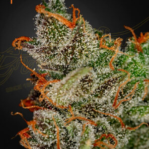 King’s Kush (Feminised) OG Kush x Grape -5 Seed