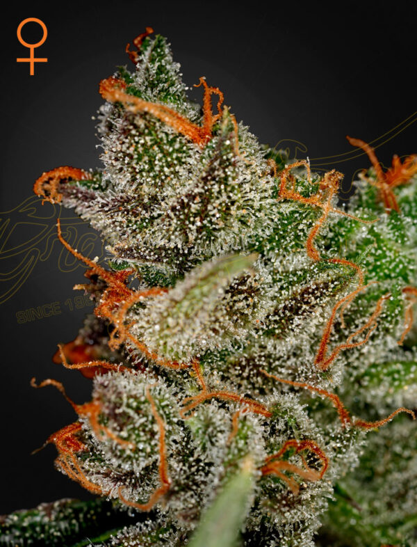 King’s Kush (Feminised) OG Kush x Grape -5 Seed