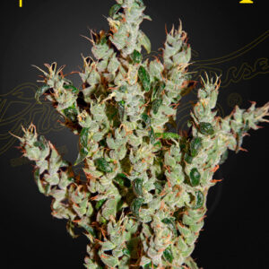 NL5 Haze Mist (Feminised) NL5 x Haze x Kali Mist. 5 Seed