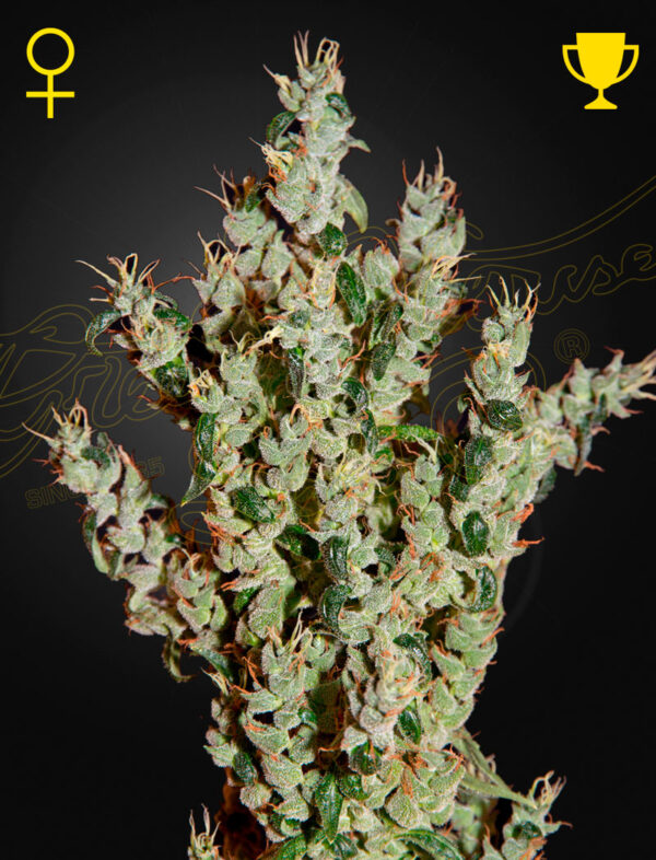 NL5 Haze Mist (Feminised) NL5 x Haze x Kali Mist. 5 Seed