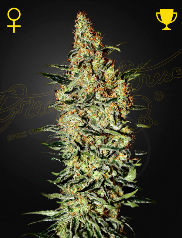 Neville’s Haze (Feminised) Almost pure Haze Landrace 5 Seed