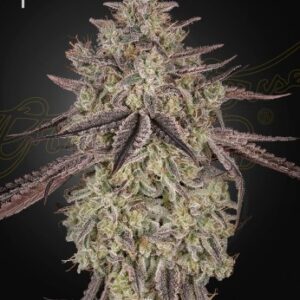 Skywalker Auto Skywalker OG x Gelato #41 Auto 5 seed