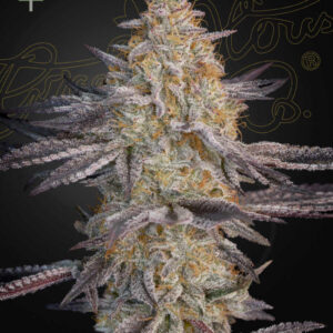 Super Lemon Haze x RS11 (Feminised) -5 Seed