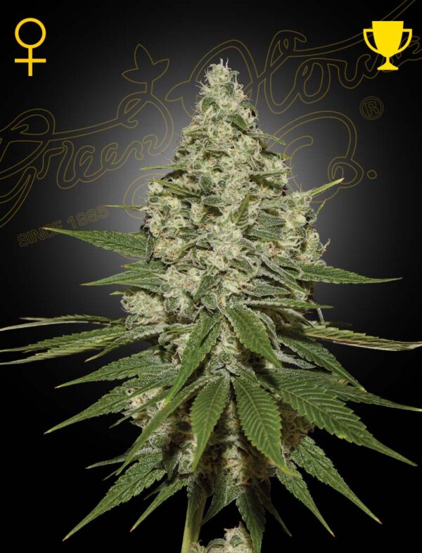 Super Lemon Haze (Feminised) Lemon Skunk x Super Silver Haze 5- Seed