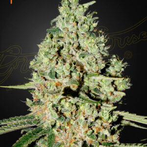 Super Critical (Feminised) Big Bud x Skunk x White Widow-5 Seed