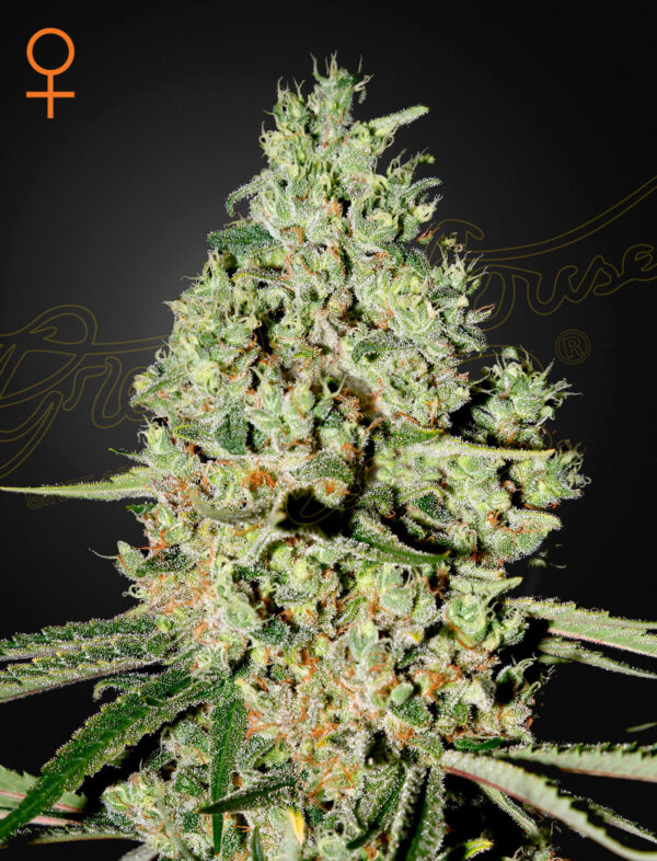 Super Critical (Feminised) Big Bud x Skunk x White Widow-5 Seed
