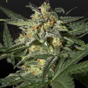 White Widow Auto (Feminised) White Widow x Ruderalis-5 Seed