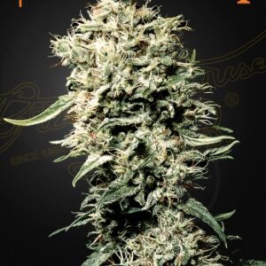 White Rhino (Feminised) Afghan x Brazilian x South Indian-5 seed