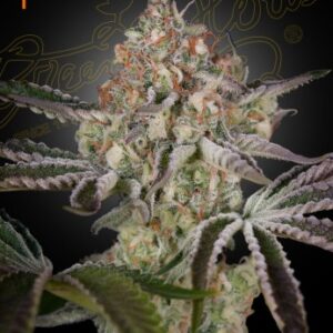 Great White Shark (Feminised) Super Skunk x Brazilian x South Indian.-5 SEED