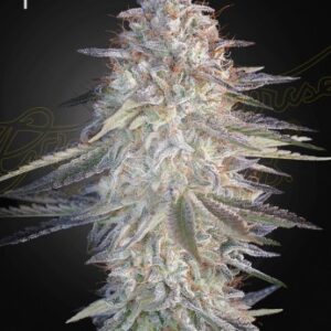 Super Lemon Haze x Pink Candy Super Lemon Haze x Pink Candy- 5 seed